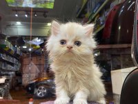 Scottish fold ve british her cins kaliteli yavru kedilerimiz