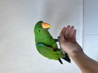 FATURALI CİPLİ EKLEKTUS