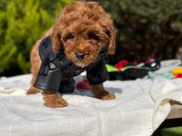 Toy poodle yavrumuz