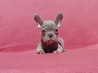 Ankara French Bulldog