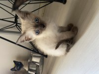 British blue erkek yavrumuz