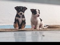chihuahua