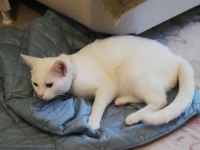 TERK EDİLMİŞ BEMBEYAZ KEDİMİZ YUVA ARIYOR