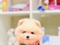 Ayı surat pomeranian boo