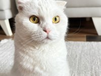 GÜZEL KEDİMİZİ SAHİPLENDİRİYORUZ
