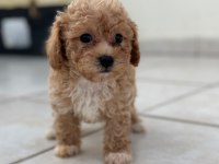 Teacup apricot toy poodle