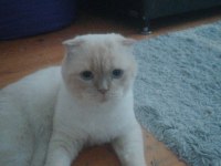 Çok şehir dışında olduğum için british shorthair