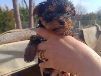 (Yorki) Yorkshire
