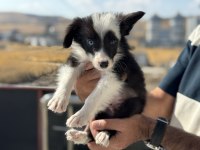 Zeka küpü border collie yavrularımız