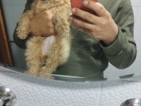 3 buçuk aylık poodle iyi bakılmış aşı karnesi var