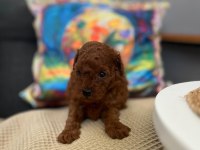 Poodle yavrularımız