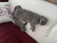 Dişi scottish fold kedisi