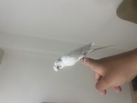 FULL EVCİL KONUŞAN MUHABBET KUŞUMUZ PAŞA
