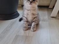 2 aylık erkek british shorthair silver yavrumuz