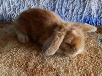 Teddy Lop Tavşanı Yavrular Mavi Göz