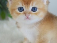 Golden British Shorthair Yavrularım