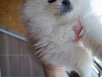 Pomeranian beyaz 2.5 aylık erkek