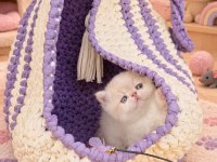 Safkan cream white exotic shorthair bebeğimiz