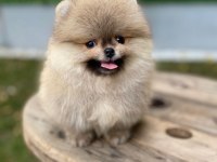 SAFKAN ORJİNAL POMERANİAN YAVRULARI