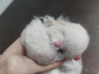 teddy bear hamster