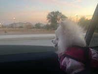 Güzel pomeranian kızımıza yuva