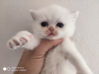 SAF KAN BRİTİSH KEDİLER