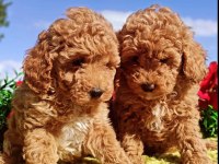 Poodle yavrularımız ırk garantilidir