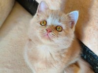 ŞEKERİLİNKOO VE FISTILİNKOO KEDİLER