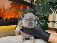 Rengarenk French Bulldog Yavrularım Rezerveye Açık