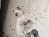 RAGDOLL DİŞİ YAVRUMUZ YENİ YUVASINI ARIYOR