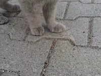 Sokağa atılan kediye yuva olalım