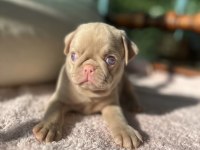 Pug mops (pink)