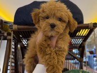 Pet Eğitimli Üst Düzey Kore Maltipoo