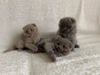 SAFKAN BİBLO GÜZELLİĞİNDE SCOTTİSH FOLD