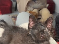 KEDİMİZ CIVIK YUVA ARIYOR