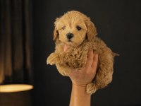 Teacup Gerçek Garantili Maltipoo