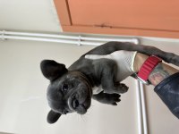 Orjinal Egzotik French Bulldog Bebekler
