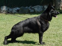 Black Solid Siyah Alman Kurdu