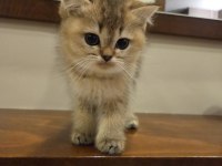 Safkan Golden British Shorthair