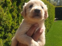 Bebek Yüzlü Golden Retriever Yavrular