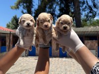 Maltipoo yavrularımız ruhsatlı çiftliğinden
