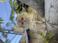 Anne Baba Şecereli Safkan Golden British Longhair