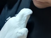 Evcil erkek albino sultan papağanı