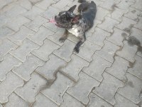 NADİR IRK BULLDOG MERLE