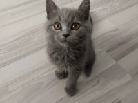 Oyuncu Yavru Kediler Yuva Arıyor