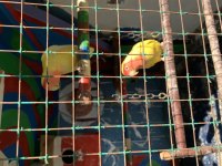 DEĞİŞİM VEYA SATILIK SEVDA PAPAĞANI