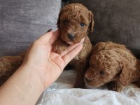 Anne altından evde bakılan kore kan mini poodle