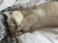 Golden Shaded dişi british shorthair