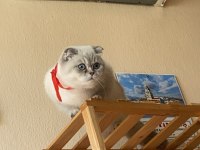 6 aylık dişi scottish fold
