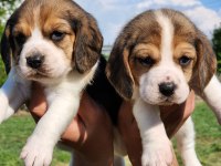 Mini Boy Elizabeth Beagle Bebekler